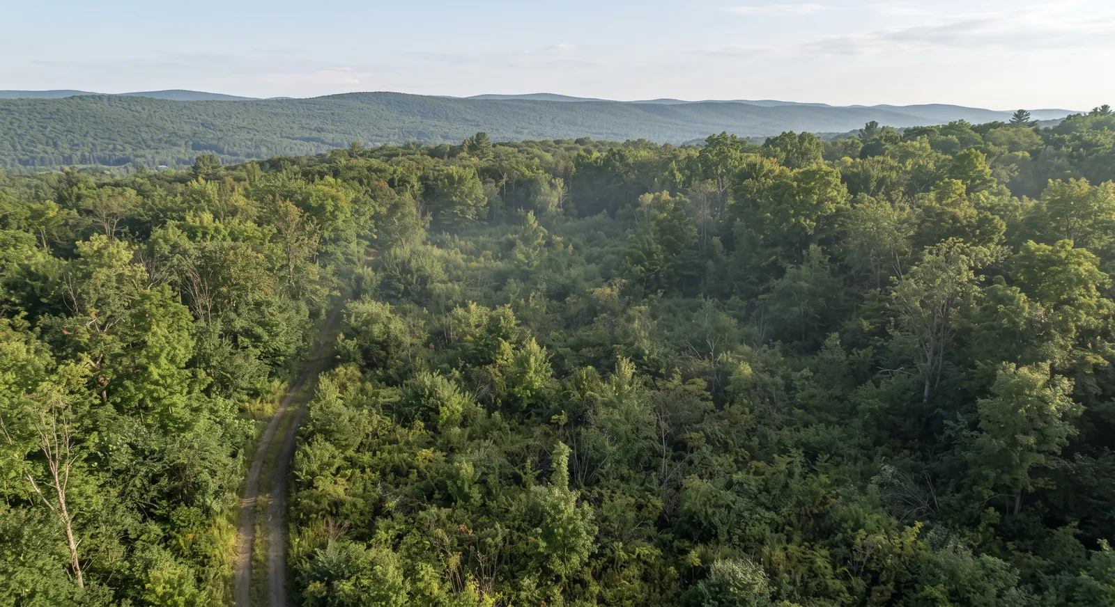 Overgrown wooded lot in Sullivan County before land clearing